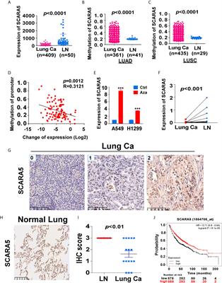 The Novel Methylation Biomarker SCARA5 Sensitizes Cancer Cells to DNA Damage Chemotherapy Drugs in NSCLC